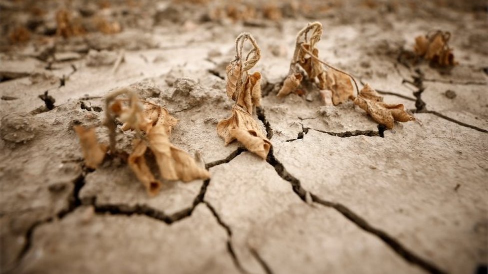 Damaged soy plants in Porto Tolle, northern Italy. Photo: June 2022