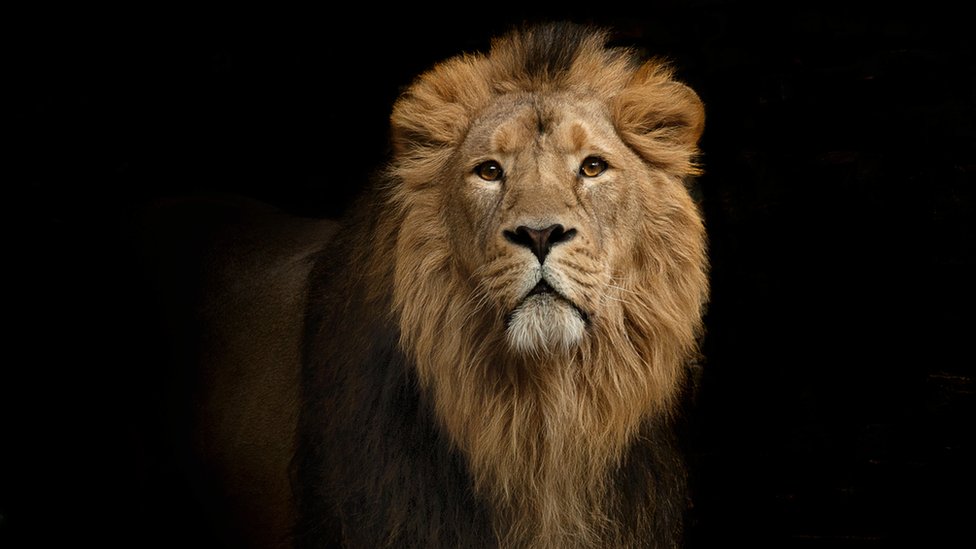 El estremecedor caso del supuesto cazador furtivo que fue devorado por una  manada de leones en Sudáfrica - BBC News Mundo