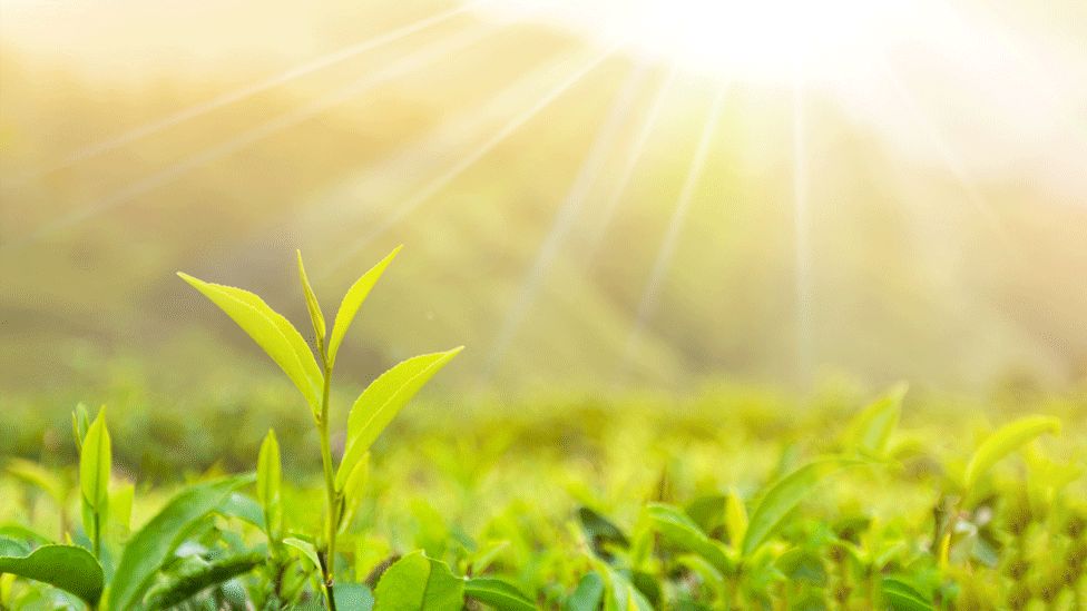 Muchas variedades de té pero un solo origen: la Camellia Sinensis Muchas variedades de té pero un solo origen: la Camellia Sinensis