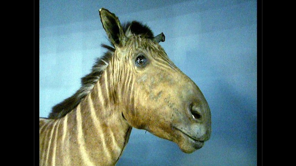The Amsterdam Quagga mare which died at the Dutch Artis Zoo on 12 August 1883