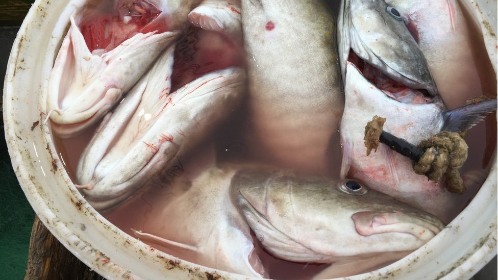 Cod Stockfish.Industrial Fishing in Norway Stock Photo - Image of