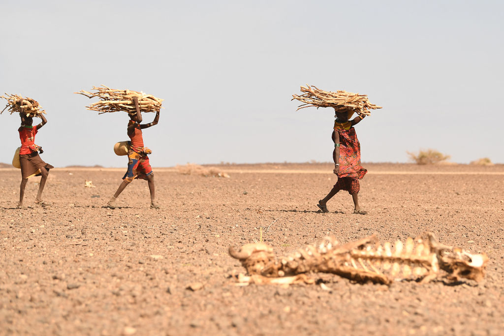 Turkana women carrying firewood walk past a carcass of a cow, in the area of Loiyangalani, which is the worst affected by the prolonged drought, in Marsabit, northern Kenya, on July 12, 2022. - At least 18 million people across the Horn of Africa are facing severe hunger as the worst drought in 40 years devastates the region. Over four million are in Kenya's often-forgotten north, a number that has climbed steadily this year