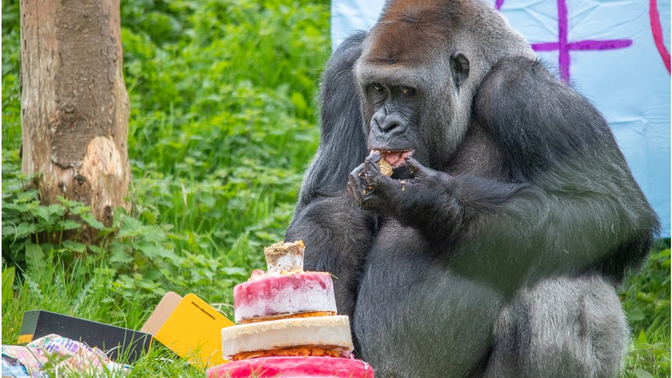 This birthday cake made for the tiny ape, who weighs around 7kg and stands  at around 45cm tall, might help him to pile on a few pounds - SWNS