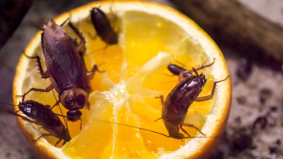 Cucarachas comiendo naranja