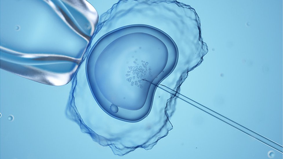 胚胎研究