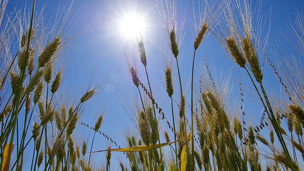 Los gigantes de la agricultura también están preocupados por el cambio climático. Trigo