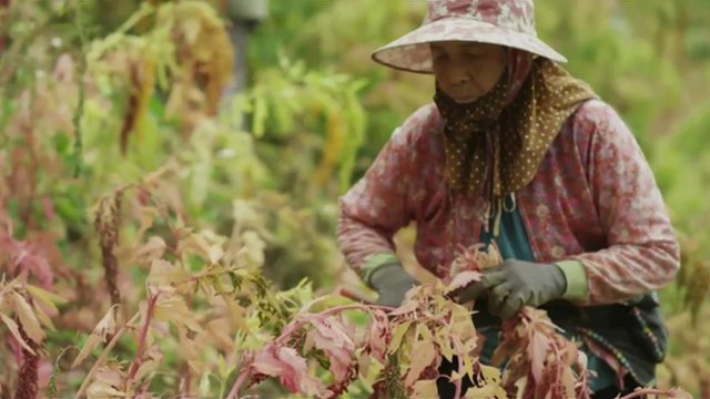 Woman harvesting quinoa