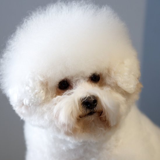 Entre este pequeño y delicado can y un gran danés, hay tan solo algunas diferencias genéticas mínimas. Perro