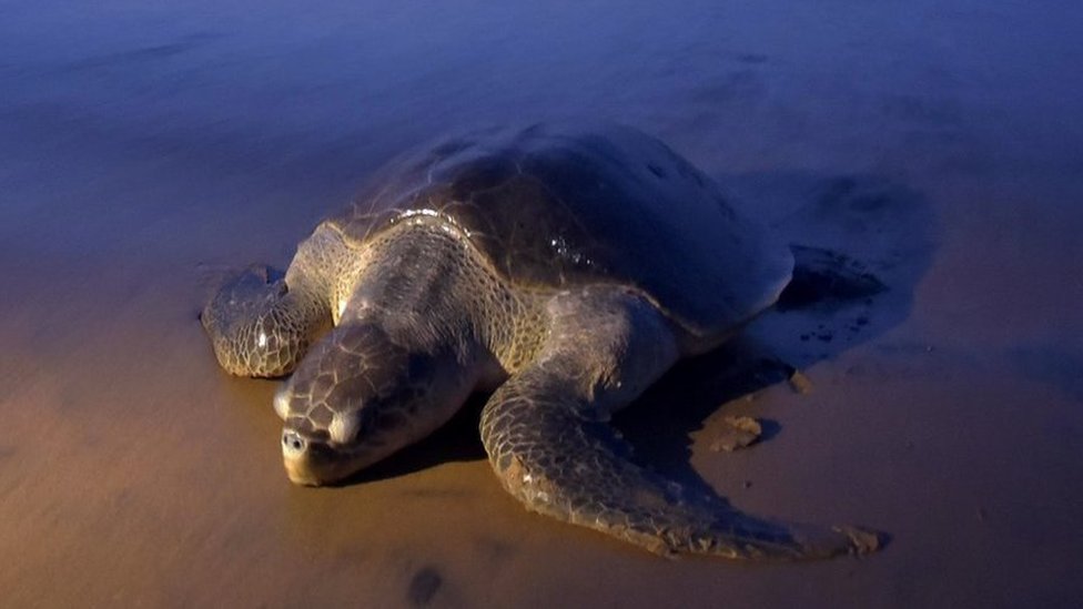 sea turtle essay