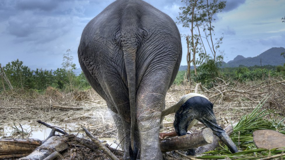 Wildlife in 'catastrophic decline' due to human destruction, scientists warn