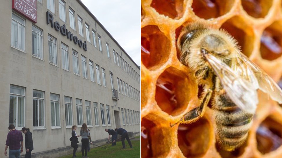 Студенты у здания Редвуд Кардифф и пчела
