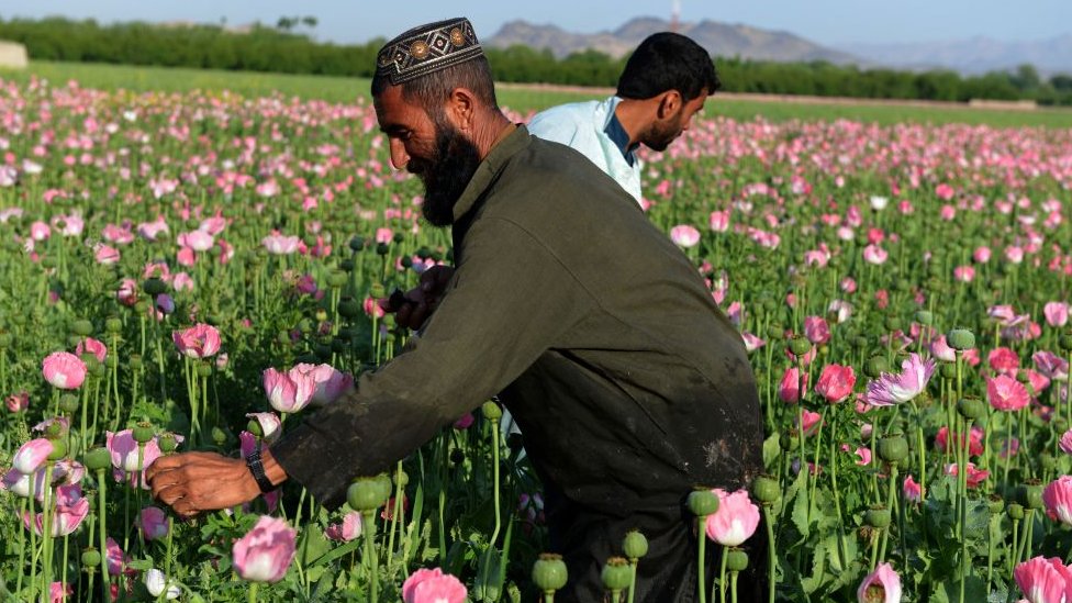 Afghanistan, opium