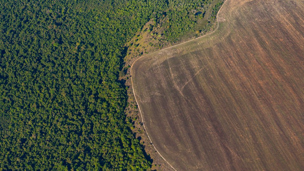 Carbon stores lost through deforestation in the Amazon caused by the expansion of agricultural areas