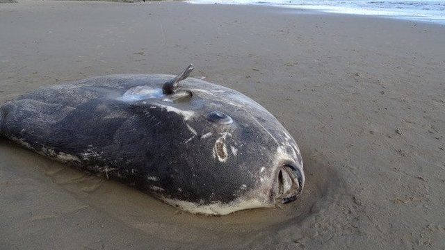 Spooky 'Finding Nemo' fish washes up on California beach - BBC News