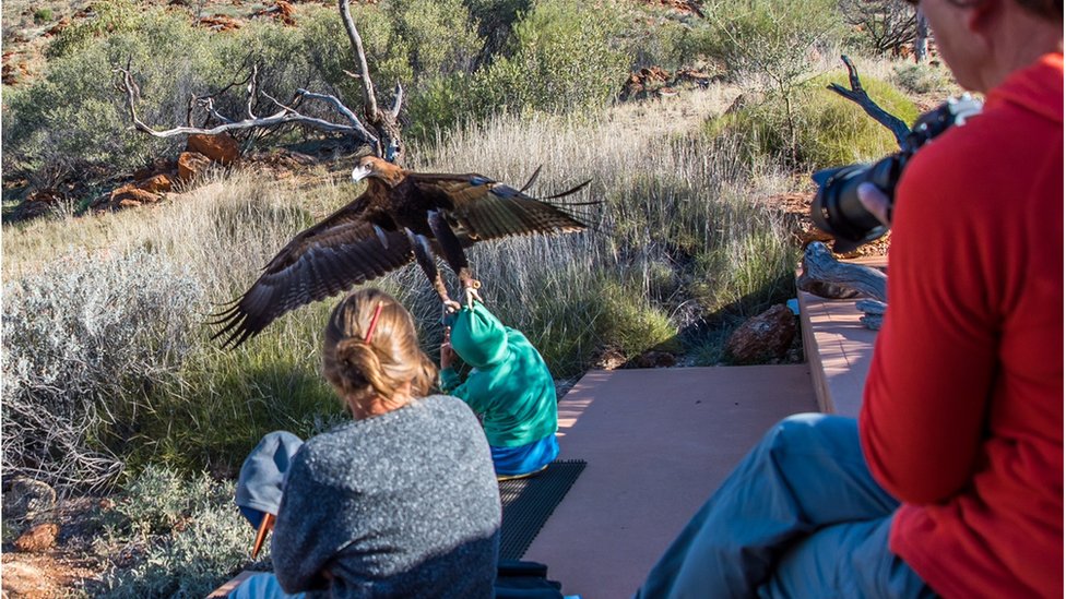El impactante momento en el que un águila trata de llevarse a un niño en  Australia - BBC News Mundo