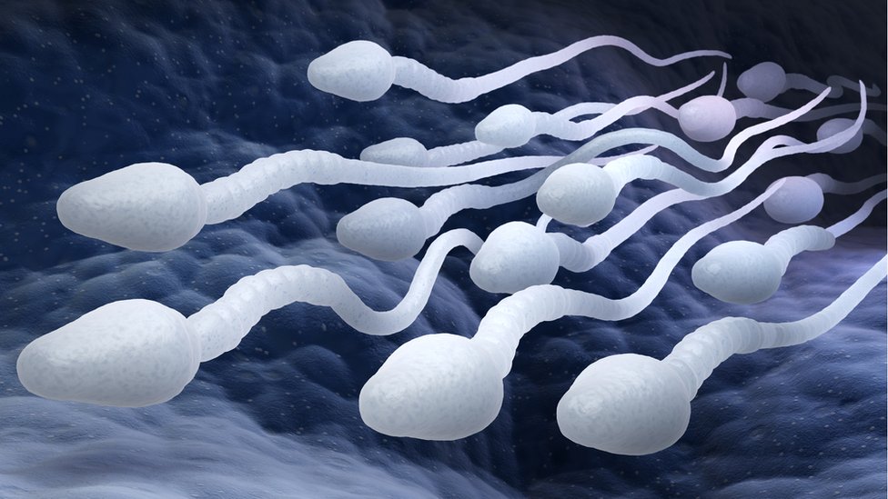 spermatozoidi