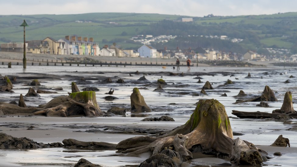 Borth's 'sunken hundred' trees uncovered by Storm Hannah
