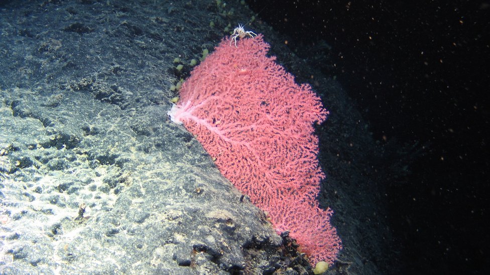 Rare coral and 'new species' found in Irish waters BBC News
