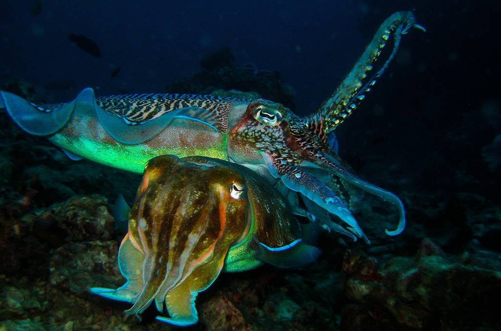Sepias gigantes australianas apareándose.