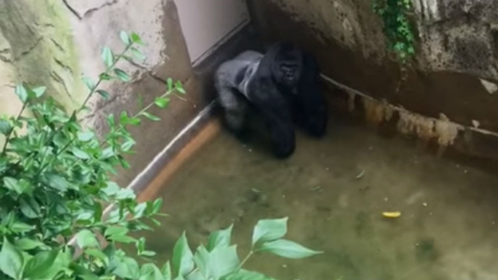 Expert Shooting Harambe the gorilla was only decision at Cincinnati