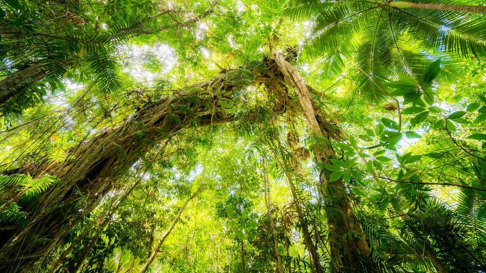 Daintree: Avustralya'da dünyanın en eski tropikal yağmur ormanı yerlilere iade edildi