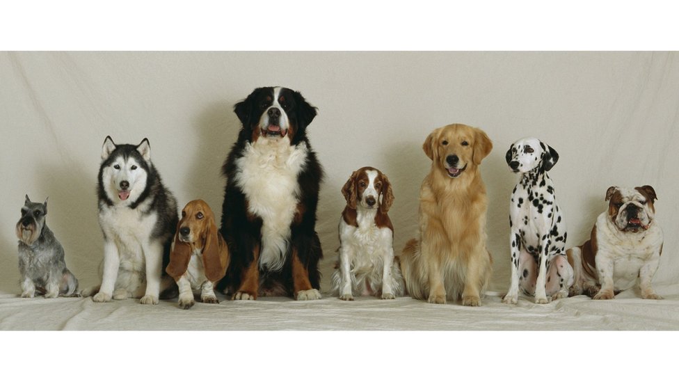 A line of dogs of different sizes