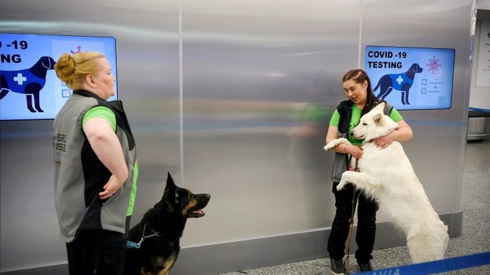 Instructors with sniffer dogs Valo (left) and E.T. at Helsinki airport. Photo: September 2020