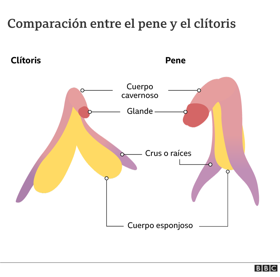 Diferencias entre el pene y el clítoris