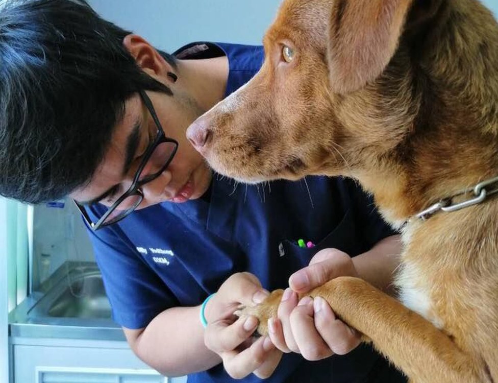 Собака прошла осмотр в ветеринарной клинике на юге Таиланда