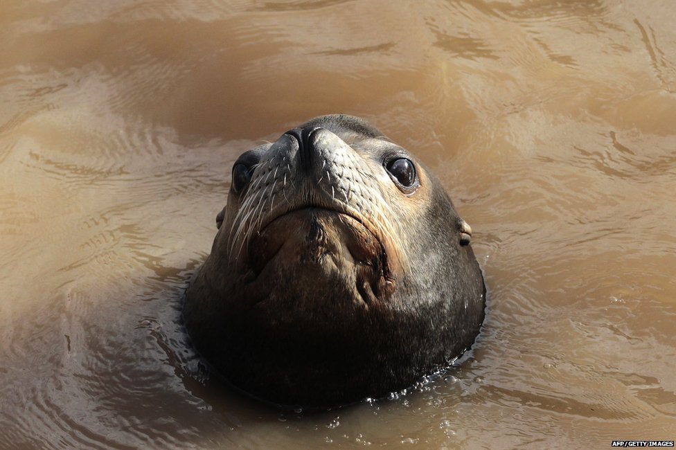 Морской лев в Marineland