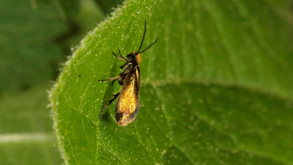 Las escamas son similares a las de esta polilla. Foto: Hossein Rajaei Polilla