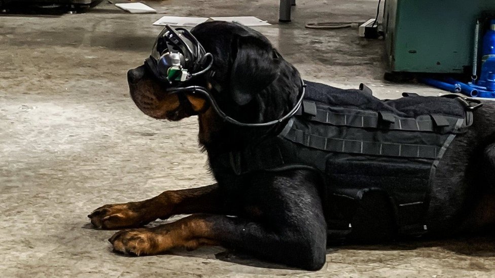 The Rottweiler dog sits, showing how the head-mounted goggles are cabled to its body vest