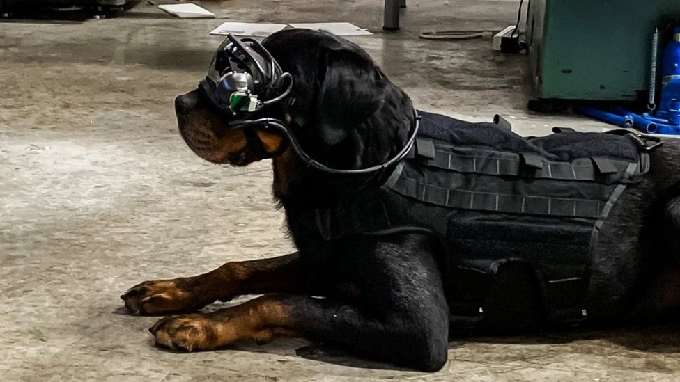 military rottweiler