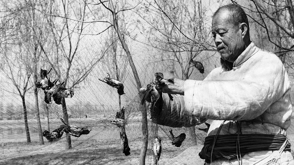 Man hunting sparrows in his net