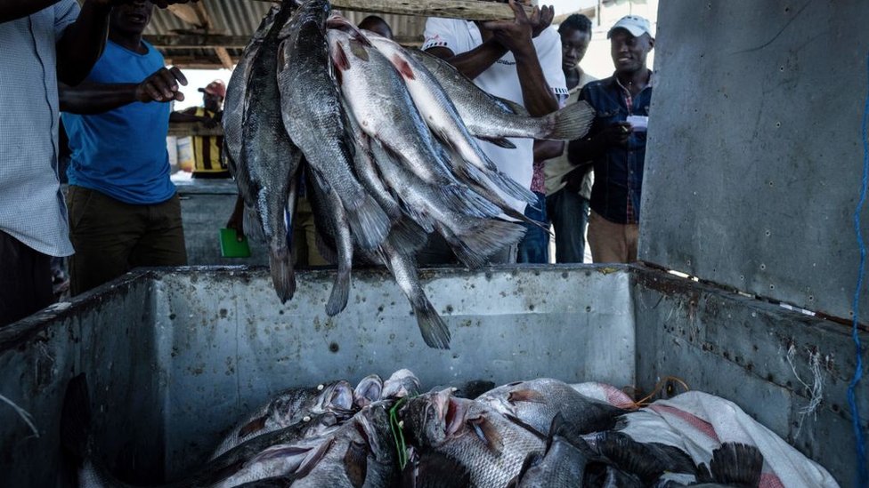 Рыбаки бросают нильского окуня в ящик для хранения после взвешивания на острове Мигинго 5 октября 2018 г.