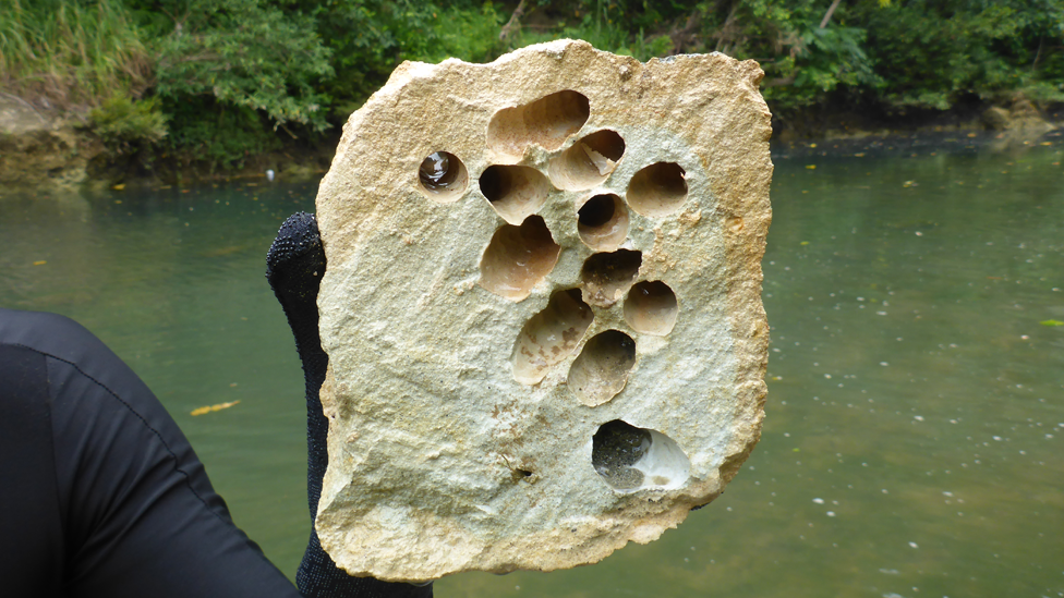 Roca llena de agujeros causados por Lithoreda abanatica