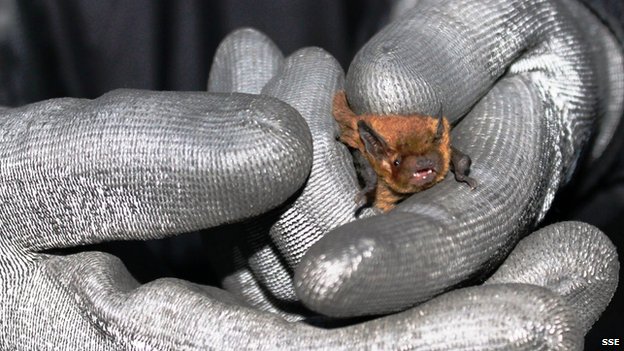 Soparano pipistrelle