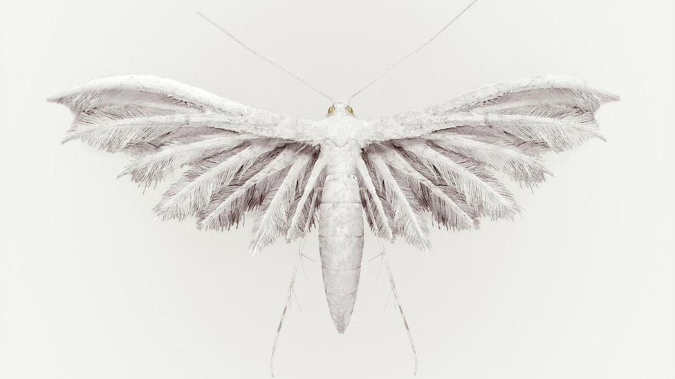 Rain Bird (Aucellus pluvia), de Vincent Fournier.
