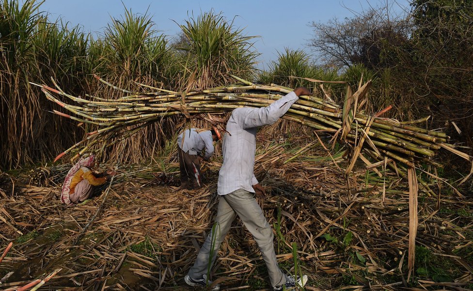 Индийский фермер несет сахарный тростник для погрузки на трактор для продажи на соседнем сахарном заводе в Модинагаре в Газиабаде, примерно в 45 км к востоку от Нью-Дели, 31 января 2018 г.