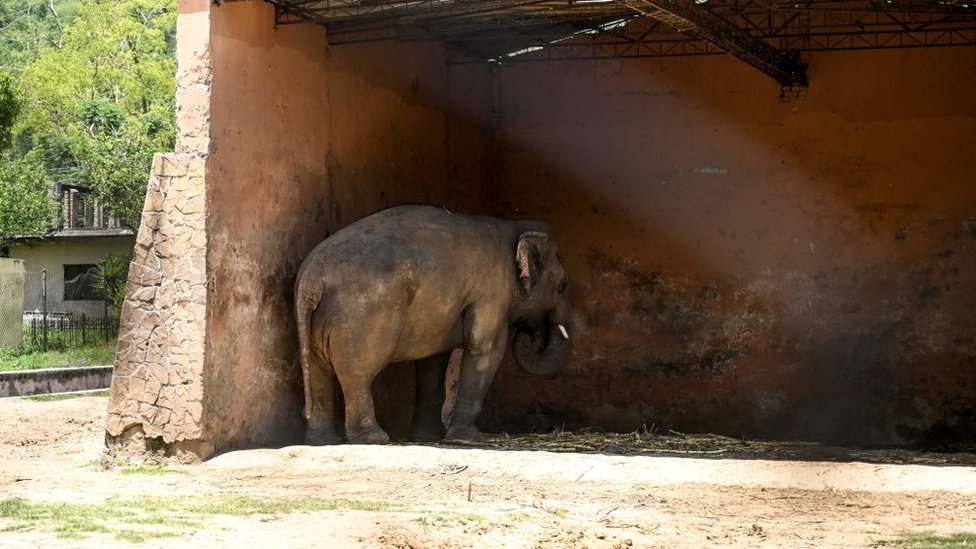 Kaavan cubriéndose del sol.