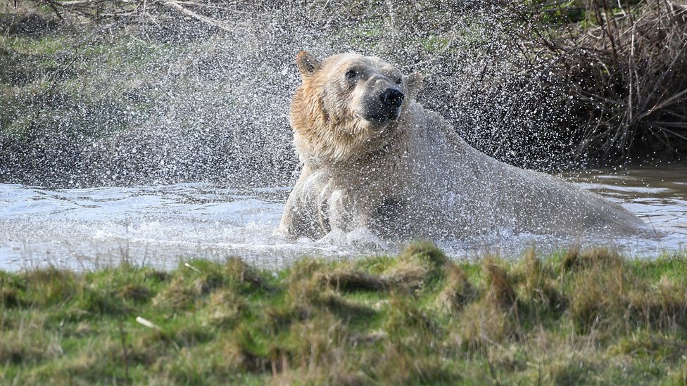 Белый медведь Распутин стряхивает с себя воду