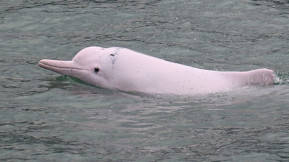 A picture of a pink dolphin