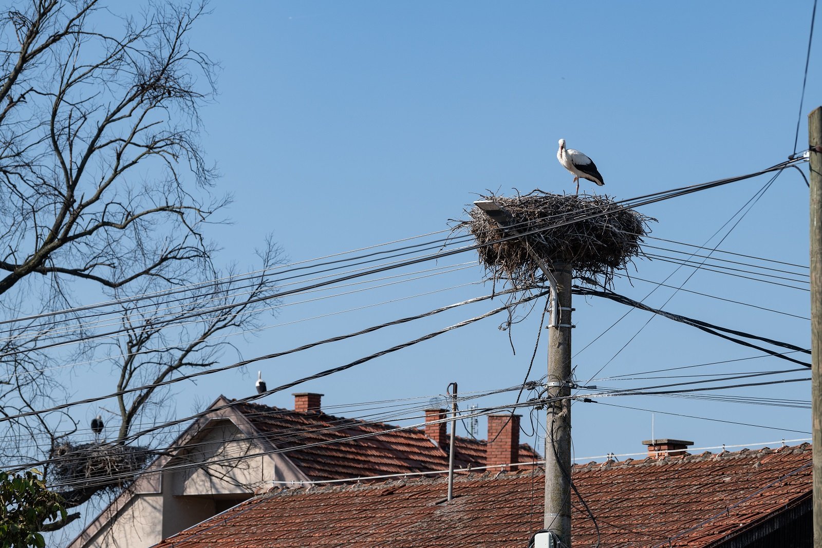 Rode Donje Međurovo