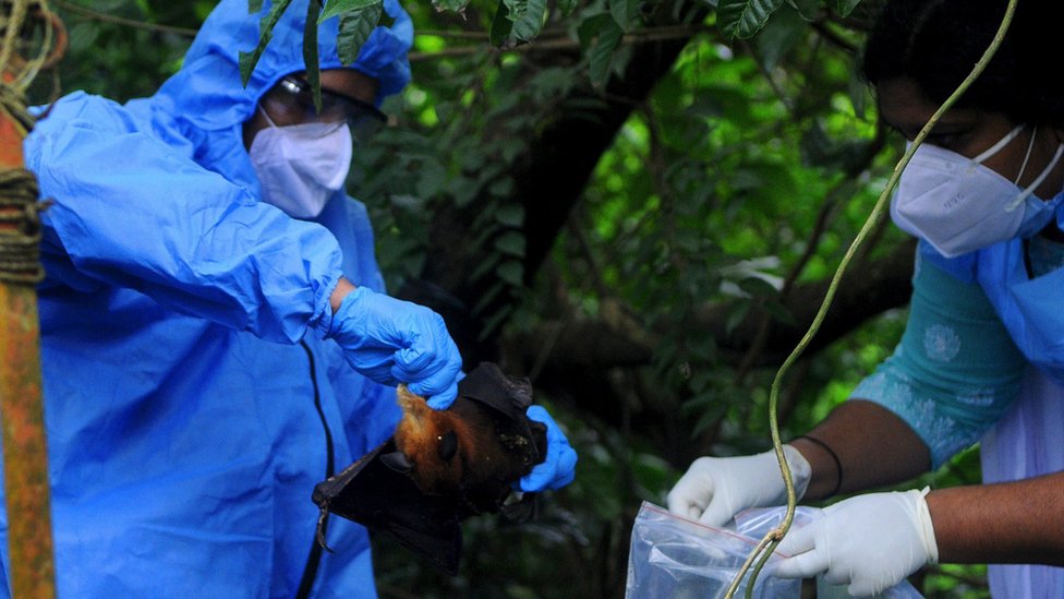 Officials deposit a bat into a plastic bag after catching it on 7 September, 2021 in Kozhikode, India. The Nipah virus is carried mainly by fruit-eating bats.