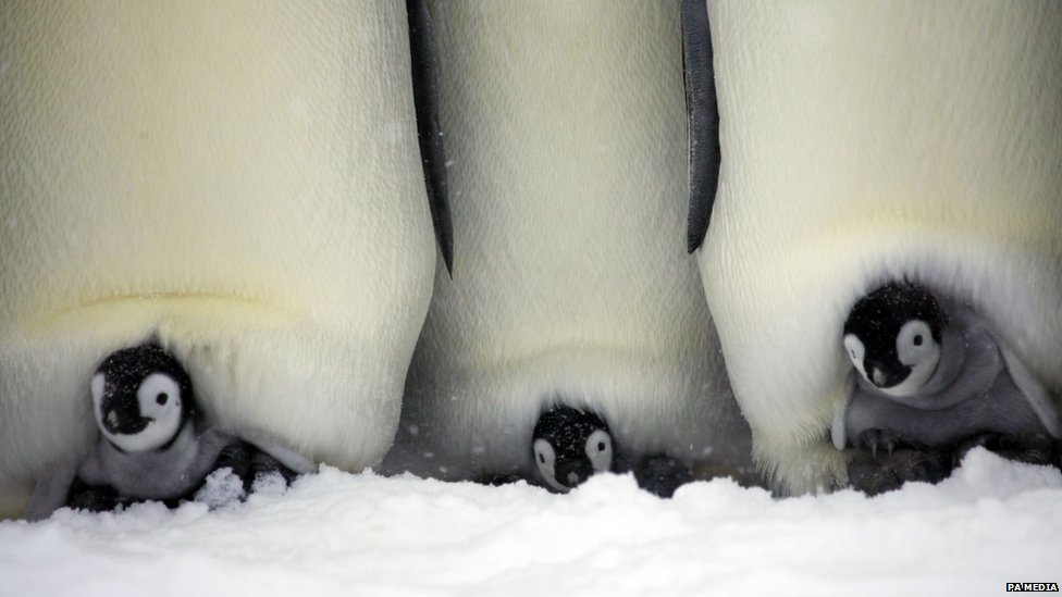 Bebe carskog pingvina