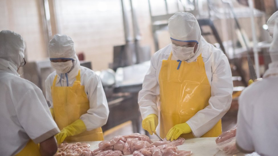 Trabalhadores na linha de produção que processa carne de frango