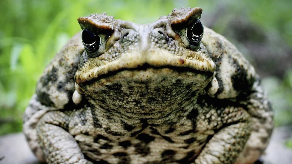 The rapid spread of Australia's cane toad pests - BBC News