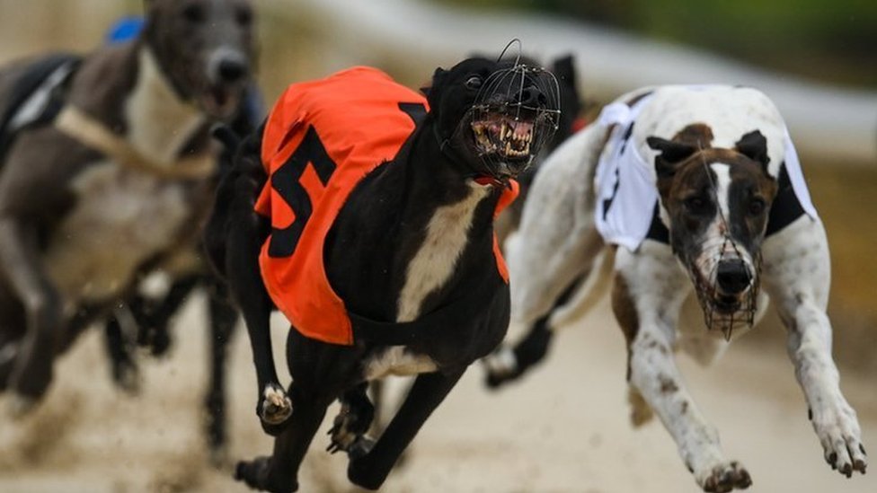 why is greyhound racing banned