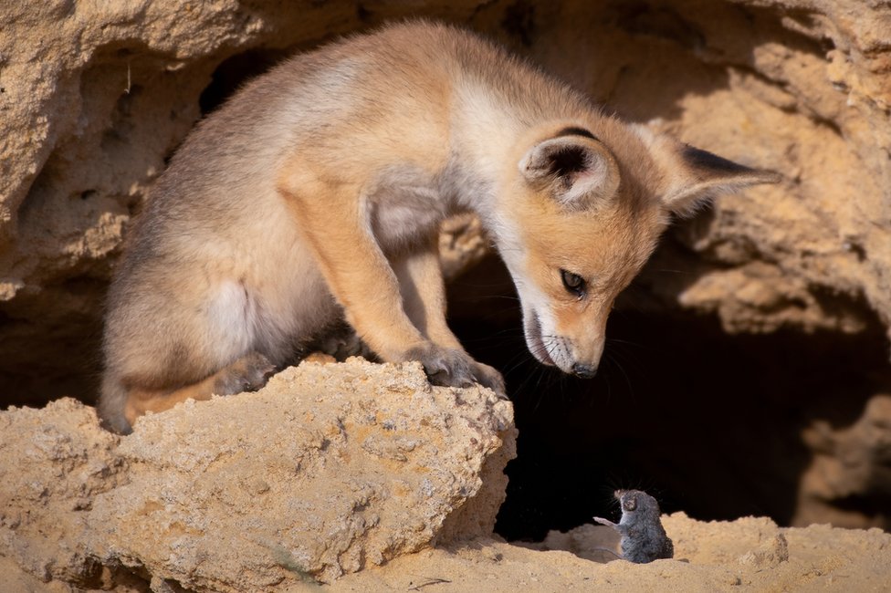 A young fox looking down at a rodent