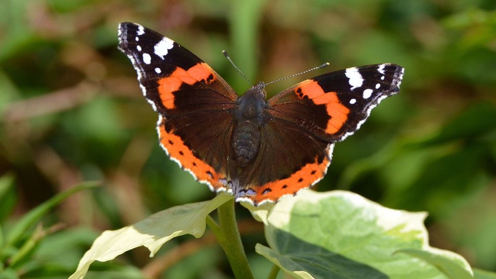 Big Butterfly Count: Which common UK species to look for - BBC News